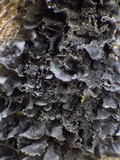 Leptogium cyanescens image