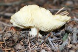 Floccularia luteovirens image