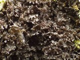 Leptogium gelatinosum image