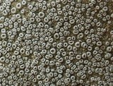 Ochrolechia parella image