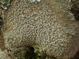 Ochrolechia parella image