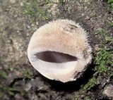 Auricularia nigricans image