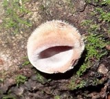 Auricularia nigricans image