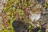 Normandina pulchella image
