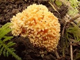 Ramaria magnipes image