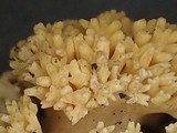 Ramaria magnipes image