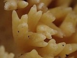 Ramaria magnipes image