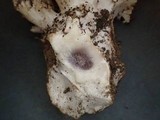 Ramaria magnipes image