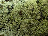 Leprocaulon microscopicum image