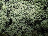 Leprocaulon microscopicum image