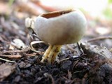 Helvella solitaria image