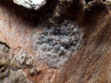 Enterographa hutchinsiae image