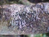 Acrocordia gemmata image