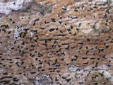 Opegrapha viridis image