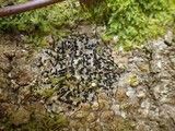 Opegrapha viridis image