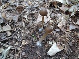 Entoloma vernum image