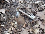 Entoloma vernum image