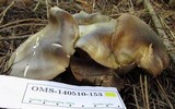 Tricholoma saponaceum image