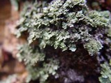 Parmelinopsis minarum image