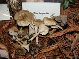 Rhodocybe parilis image