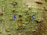 Pertusaria flavida image