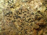 Opegrapha dolomitica image