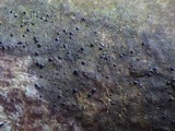 Porina aenea image