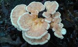 Laetiporus cincinnatus image