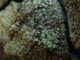 Lecanora conizaeoides image