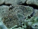 Lecanora conizaeoides image