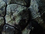 Lecanora conizaeoides image