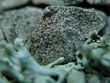 Lecanora conizaeoides image
