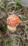 Amanita persicina image