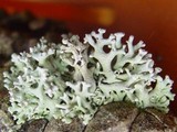 Hypogymnia tubulosa image