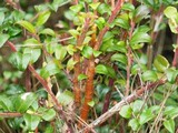 Pucciniastrum goeppertianum image