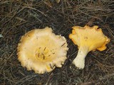 Cantharellus roseocanus image