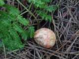 Rhizopogon occidentalis image