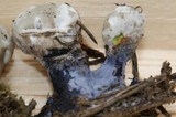 Hydnellum suaveolens image