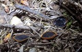 Plectania melastoma image