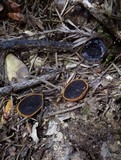 Plectania melastoma image