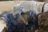 Hydnellum suaveolens image