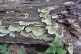 Cerrena unicolor image