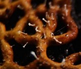 Polycephalomyces tomentosus image