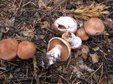 Cortinarius armeniacus image