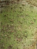 Pertusaria flavida image