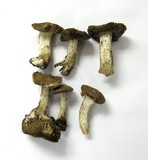 Inocybe sierraensis image