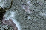 Lecanora subimmergens image
