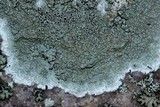 Lecanora subimmergens image
