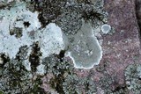 Lecanora subimmergens image