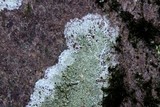 Lecanora subimmergens image